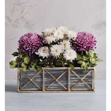 Trío de plantas de crisantemos de primavera para regalo