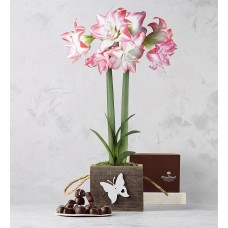 Planta de amarilis Afrodita con surtido de chocolates tradicionales