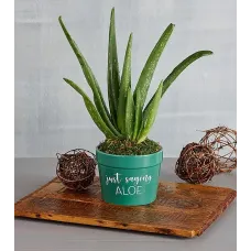 Regalo de planta de aloe "Solo digo"