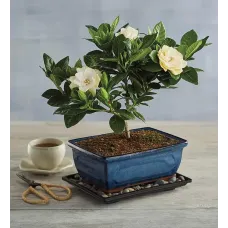 Regalo de árbol bonsái de gardenia