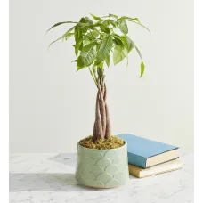 Árbol del dinero