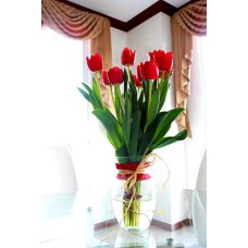 tulipanes encantadores