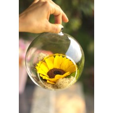 Girasol preservado