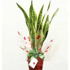 Sansevieria