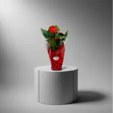 Flor de corazón de anturio
