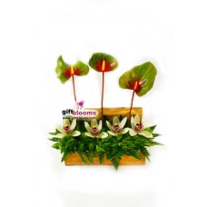 Orquídeas en casa