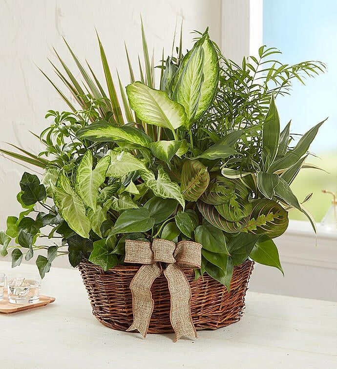 Jardín en plato clásico (pequeño)