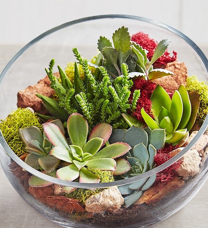 Un jardín de suculentas único en su clase