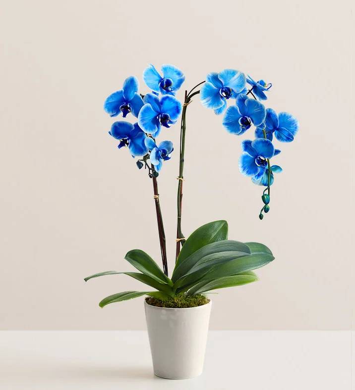 Planta de orquídea azul doble