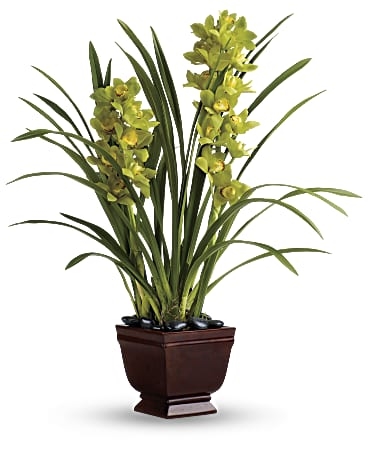 Orquídeas espléndidas