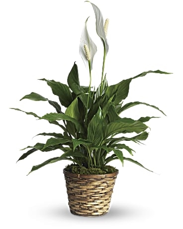 Spathiphyllum (Lirio de la paz) de elegancia sencilla - Pequeño