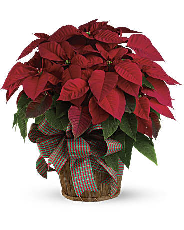Flor de Pascua roja grande