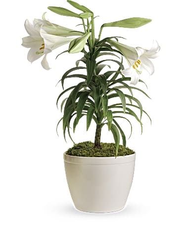 Planta de lirio de Pascua