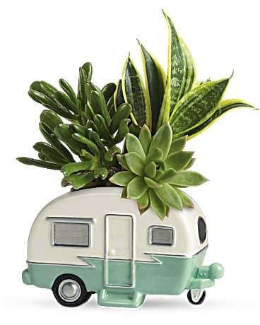 Jardín de suculentas Cool Camper
