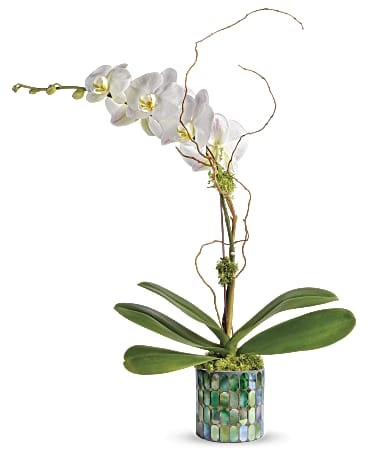 Orquídea de vidriera