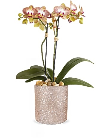 Orquídea brillante