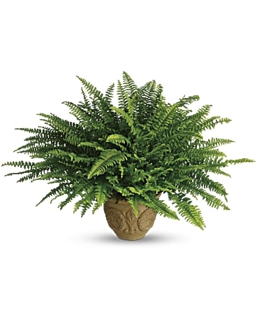 Pensamientos conmovedores Boston Fern