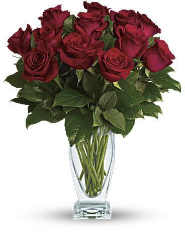 Rose Classique - Docena de Rosas Rojas (Estándar)