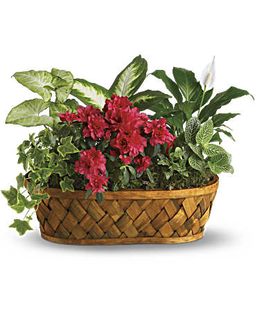 Plantas en abundancia