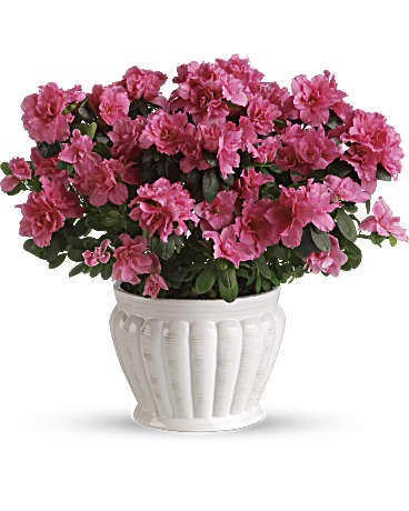 Preciosa azalea rosa
