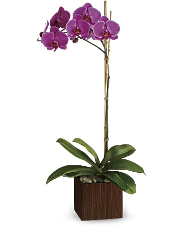 Orquídea sublime