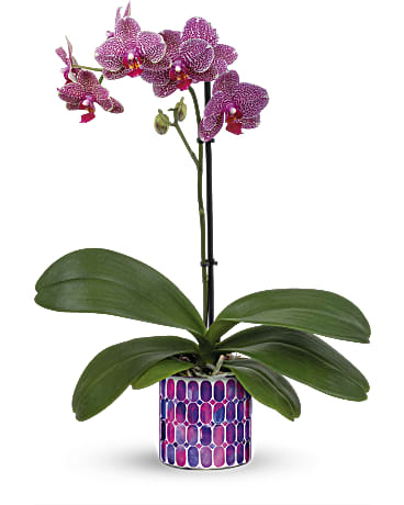 Orquídea Brillo Joya