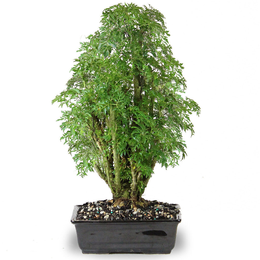 Aralia Ming enana
