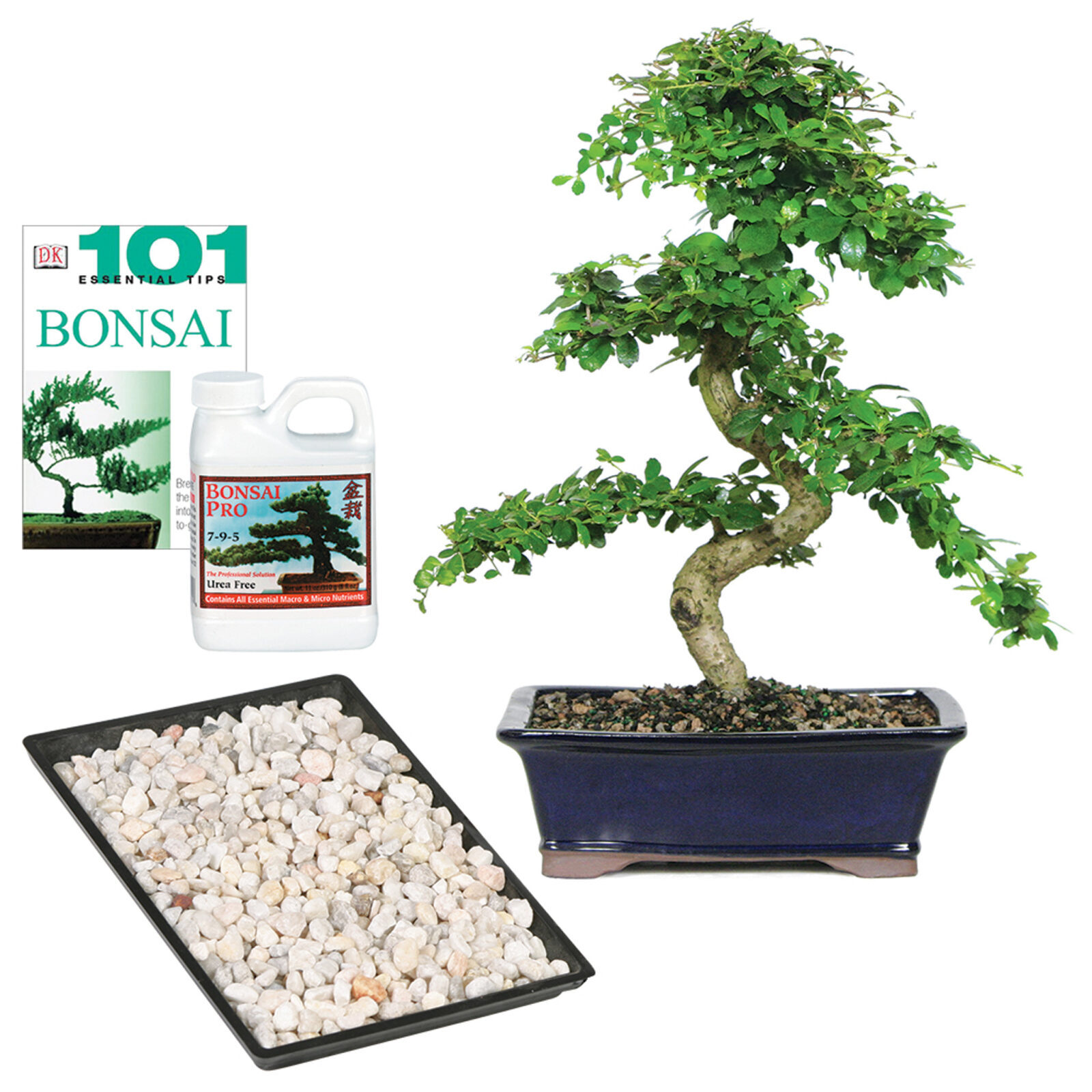 Regalo completo de té de Fujian
