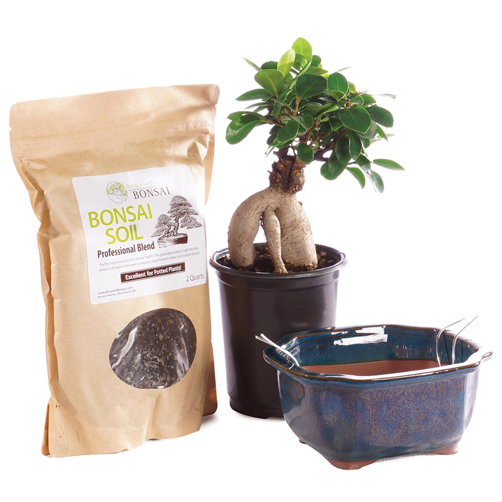 Ficus injertado con Gensing