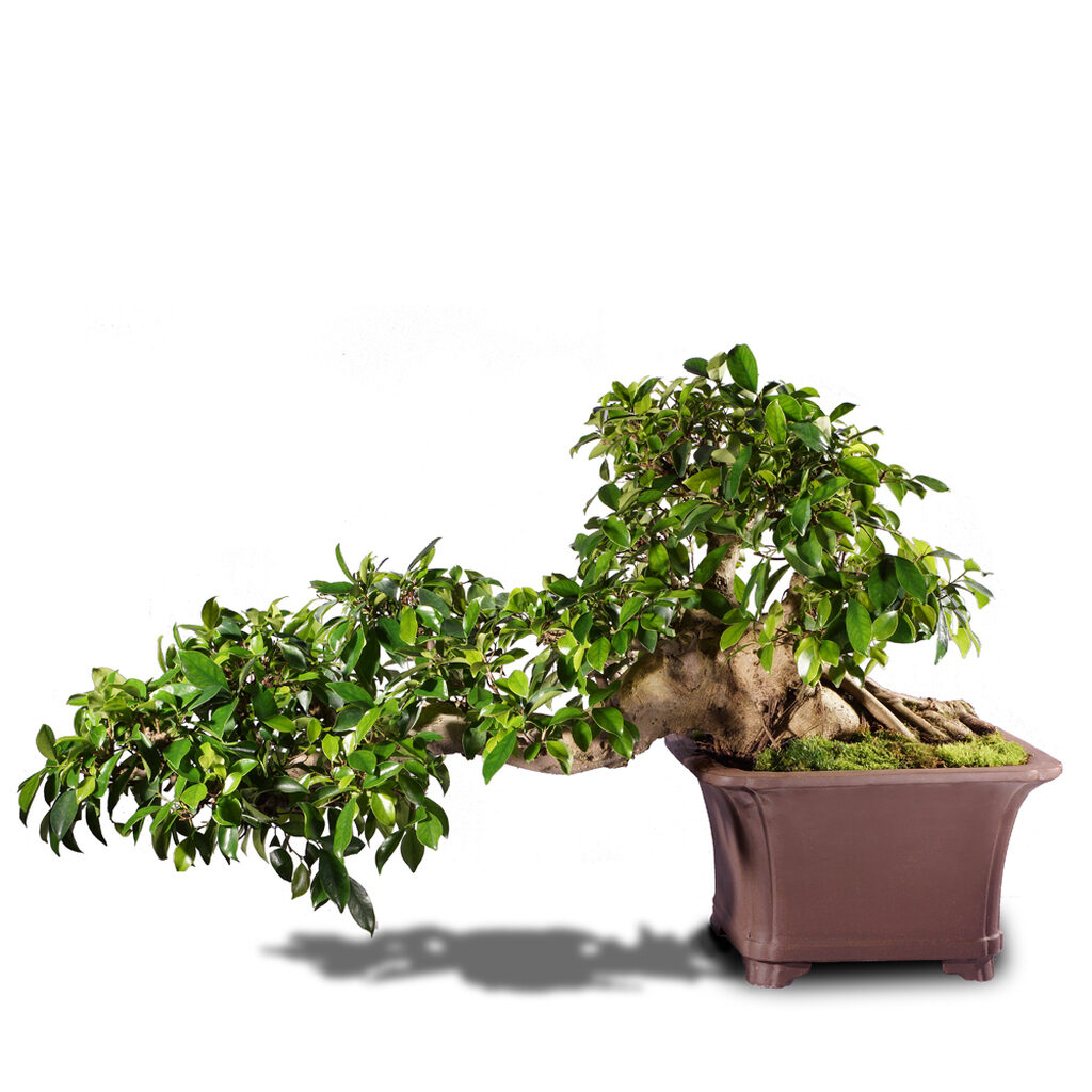 Ficus Retusa - 2