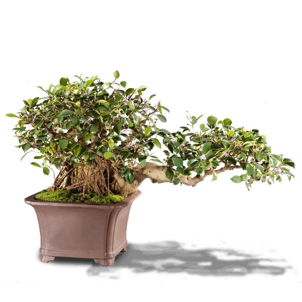 Ficus Retusa - 3