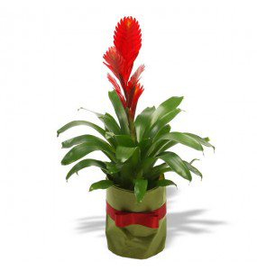 bromelia
