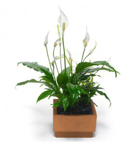 Paz Lily