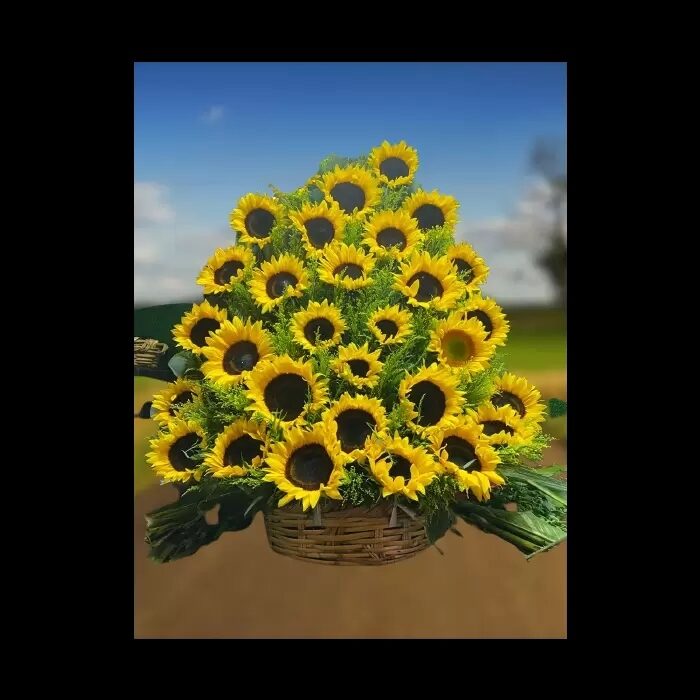 Pirámide de girasol