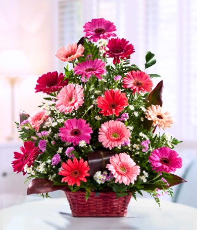 Margaritas rosadas