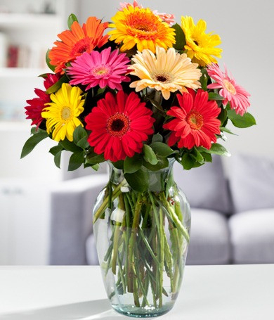 Margaritas gerbera