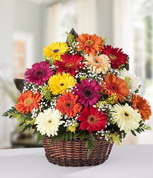 Cesta de Gerbera