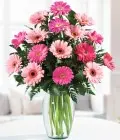 Gerberas rosas