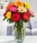 Margaritas gerbera