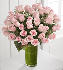 Un beso, una rosa (48 rosas)