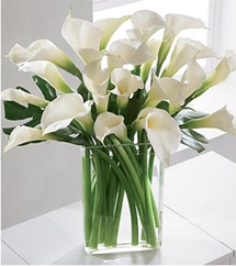 Serenidad (12 Calla Liliesus)