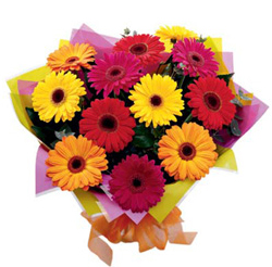 Nueva esperanza (24 Gerbera Daisesus)