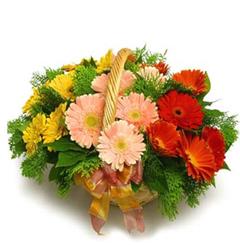 Amistad Gerberas (24 Gerbera Daisesus)