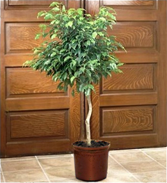Planta de caucho (Rubber Plantus)