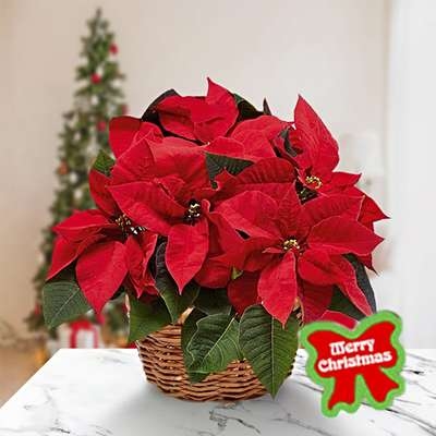 Poinsettia Plant (Regular)
