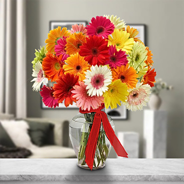 Arreglo de Gerbera (12 margaritas de Gerbera)