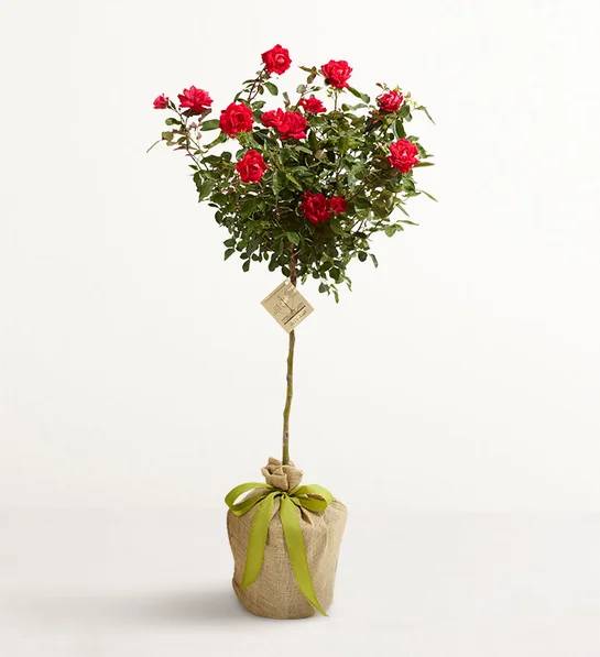 Topiario de rosas Knockout (Topiario de rosas)