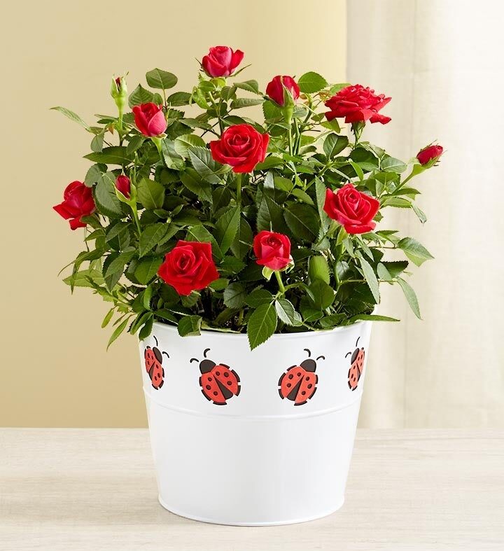 Mariquita de la Suerte Rosa Roja (Pequeña)
