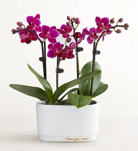 Te amo, mamá Mini Orquídea