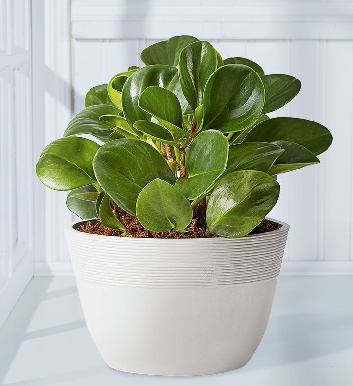 Planta de caucho joven (planta de tamaño pequeño para estante con maceta de arenisca)